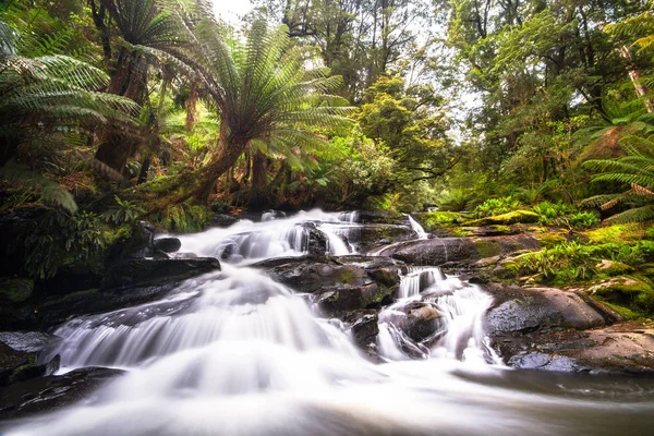 Ağaç ferns büyük Otway Milli Park, Victoria, Avustralya ile kaplı yemyeşil bir ılıman yağmur ormanları ile küçük bir dere akar.