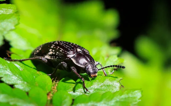 Büyük Otway Milli Park, Avustralya'da bir yaprak üzerinde kahverengi çiçek böcek (Glycyphana stolata).