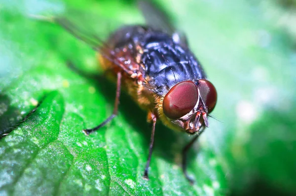 Взрослая Мясная Муха Calliphora Nigrithorax Листе Национальном Парке Бау Бау — стоковое фото