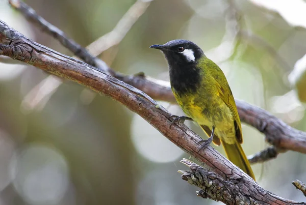 Bir yetişkin beyaz kulaklı honeyeater (Lichenostomus leucotis) Baw Baw Milli Park, Avustralya.