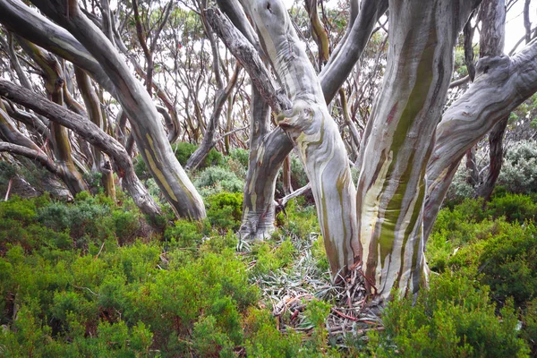 Snow Gum Trees Eucalyptus Pauciflora Baw Baw National Park Australia — Stock Photo, Image