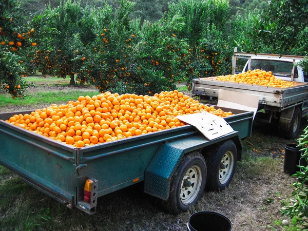 Mandalina New South Wales, Avustralya bir meyve çiftlikte dolu bir kamyon.