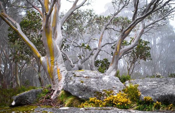 Snow Gum Trees Eucalyptus Pauciflora Baw Baw National Park Australia — Stock Photo, Image