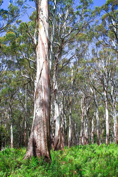 Eucalypt orman Yarra aralıkları Milli Park, Avustralya.