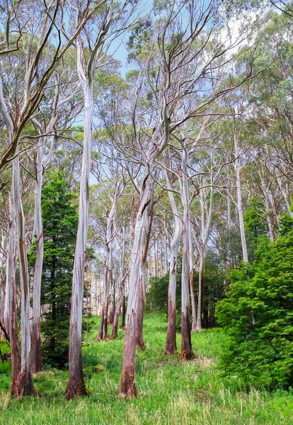 Лес Эвкалипт Национальном Парке Ярра Фес Штат Виктория Австралия — стоковое фото