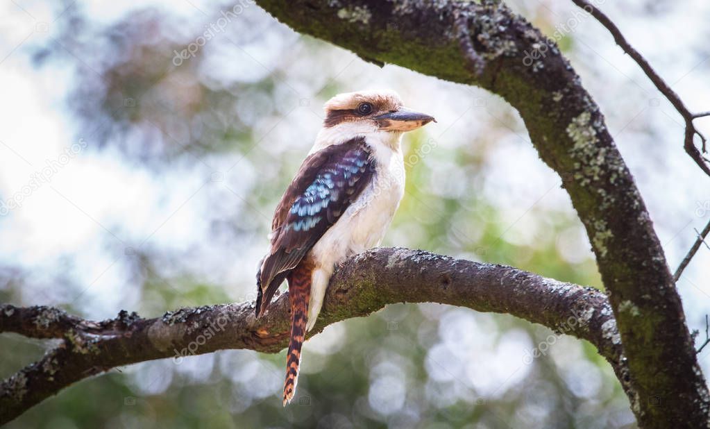 An adult laughing kookaburra (Dacelo novaeguineae) perched on a tree in the Cathedral Range State Park, Victoria, Australia.