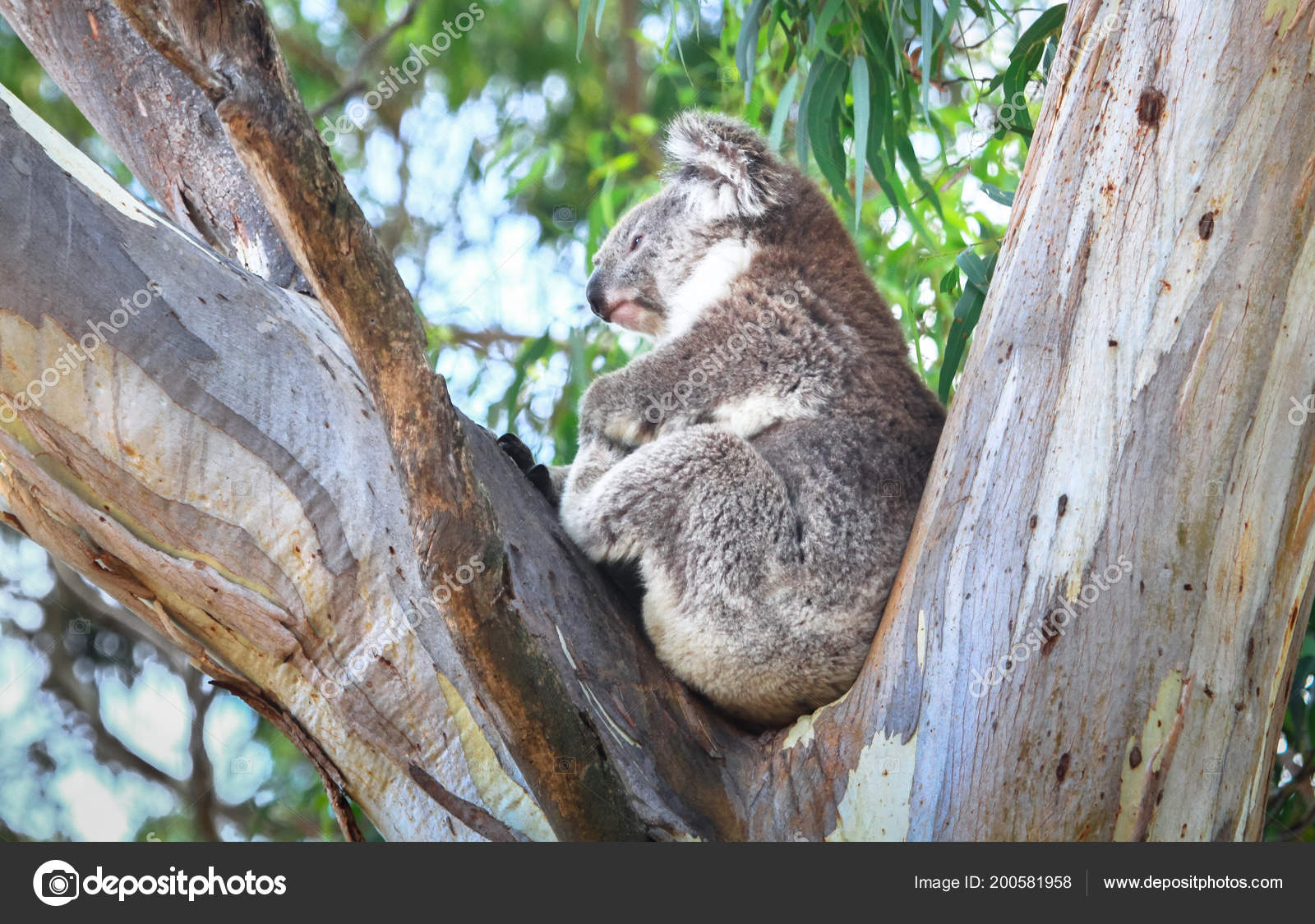 Adult Koala Phascolarctos Cinereus Rests Eucalyptus Tree You Yangs