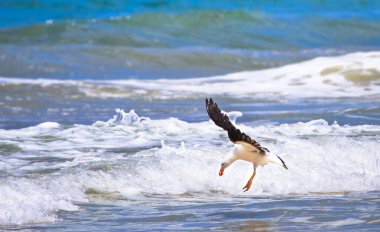 Pasifik martı (Larus pacificus) ise avcılık Wilsons Promontory Milli Parkı, Victoria, Avustralya okyanusa dalış hazırlar.