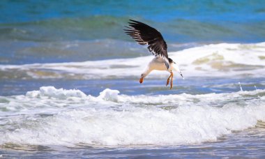 Pasifik martı (Larus pacificus) ise avcılık Wilsons Promontory Milli Parkı, Victoria, Avustralya okyanusa dalış hazırlar.
