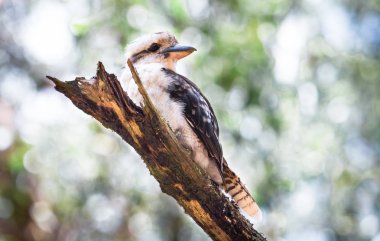 Dandenong aralıkları, Victoria, Avustralya bir ağaca tünemiş bir gülen yetişkin ahmak (Dacelo novaeguineae).