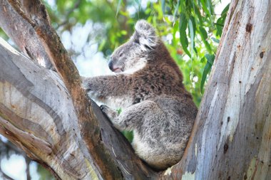 Yetişkin bir koala (Phascolarctos cinereus) sen Yangs bölgesel Park, Victoria, Avustralya bir okaliptüs ağacında duruyor.