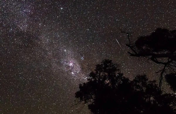 Long exposure of the night sky showing the clouds of the Milky Way Galaxy and a shooting star, as seen over the trees in the Wilsons Promontory National Park, Victoria, Australia.