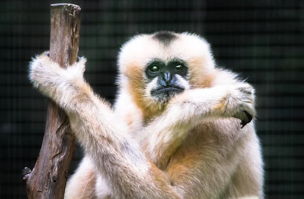 Ein Weiblicher Weißwangengibbon Nomascus Leucogenys Der Einen Baum Umklammert — Stockfoto