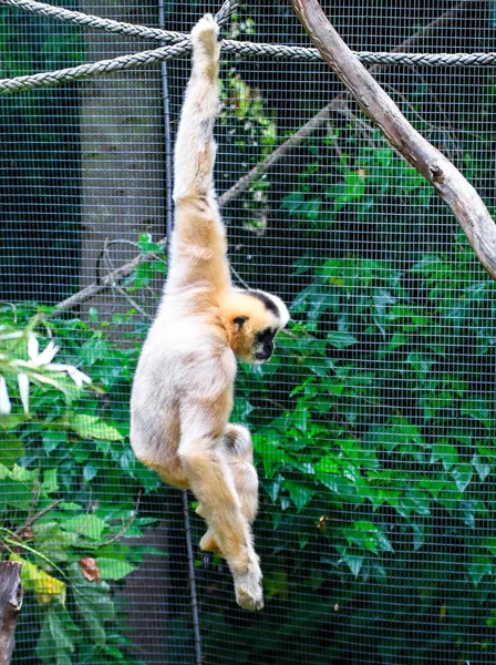 Een Vrouwelijke White Cheeked Gibbon Nomascus Leucogenys Hangt Aan Een — Stockfoto