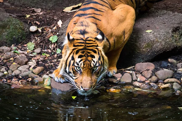 池から大人のスマトラ虎 パンテーラ チグリス Sumatrae 飲用水 — ストック写真
