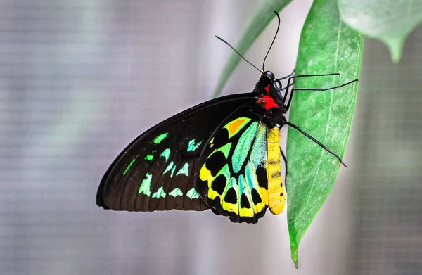 Papillon Adulte Mâle Cairns Ornithoptera Euphorion Reposant Sur Une Feuille — Photo