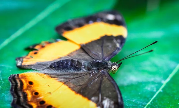 Primer Plano Una Mariposa Acechadora Australiana Yoma Sabina Descansando Sobre —  Fotos de Stock