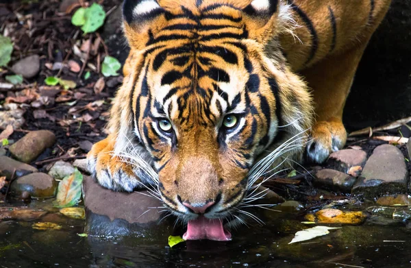 연못에서 수마트라 호랑이 티그리스 Sumatrae — 스톡 사진