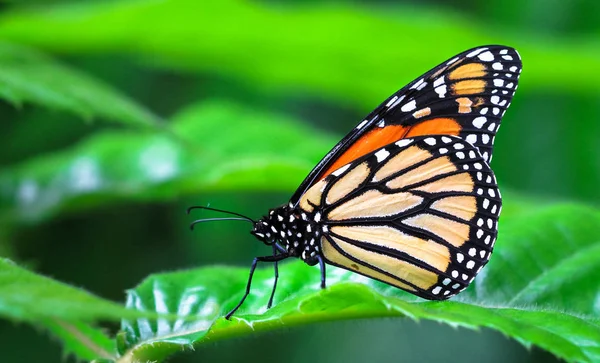 Una Farfalla Monarca Adulta Danaus Plexippus Appoggiata Una Foglia — Foto Stock