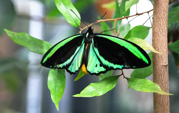 Μια Ενήλικη Αρσενική Cairns Birdwing Πεταλούδα Ornithoptera Euphorion Ακουμπά Ένα — Φωτογραφία Αρχείου