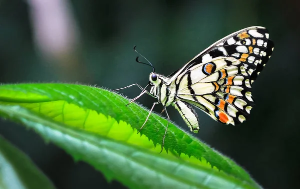 Μια Κοινή Πεταλούδα Ασβέστη Papilio Demoleus Στηρίζεται Ένα Φύλλο — Φωτογραφία Αρχείου