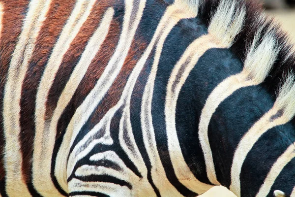 Portre Bir Chapman Zebra Equus Quagga Chapmani Çizgili — Stok fotoğraf