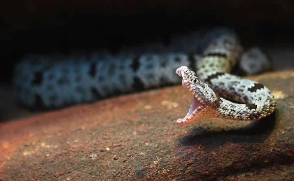 방울뱀 Crotalus Lepidus — 스톡 사진