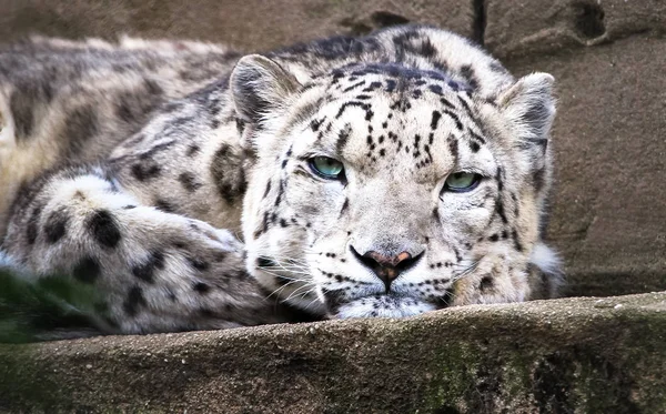 Leopardo Neve Adulto Panthera Uncia Descansando — Fotografia de Stock