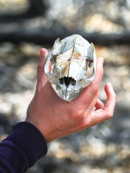 The skull of a wild koala (Phascolarctos cinereus) found on the ground in the You Yangs Regional Park, Victoria, Australia.