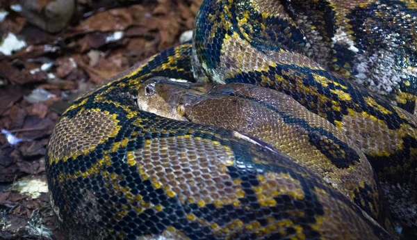 Reticulated python spiraalsnoer en rust — Stockfoto