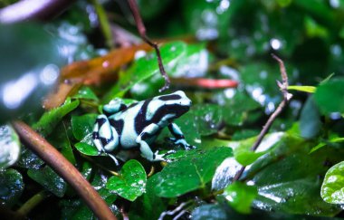 yeşil ve siyah zehirli ok kurbağası