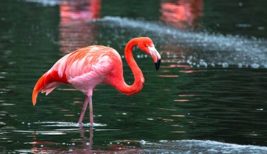 Karayip flamingo