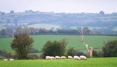 Çimenli bir alanda otlayan koyun bir pastoral sahne