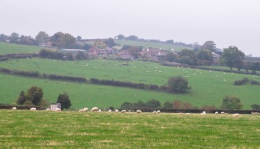 Çimenli bir alanda otlayan koyun bir pastoral sahne