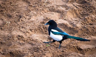 Avrasya magpie kumsalda yürür