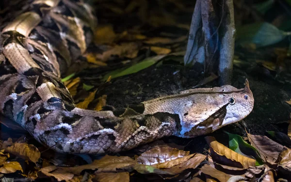 Gaboon viper — Stock Photo, Image