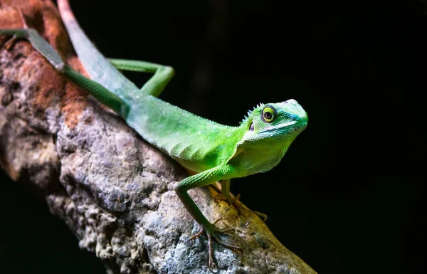 Dragón de agua chino — Foto de Stock