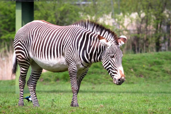 Του Grevy ζέβρα — Φωτογραφία Αρχείου