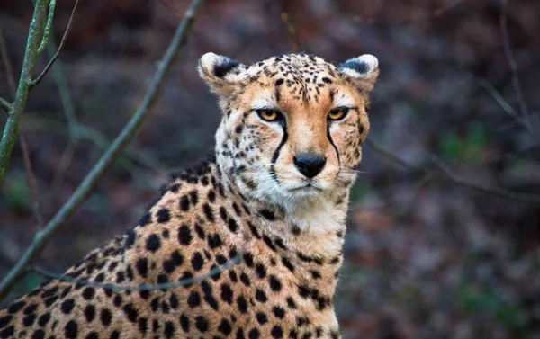 Afryki Północnej cheetah — Zdjęcie stockowe
