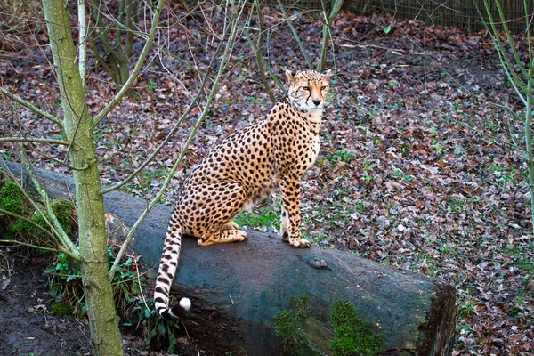North African cheetah
