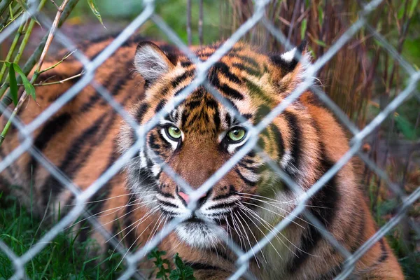 Суматранский тигр (Panthera tigris sumatrae ) — стоковое фото