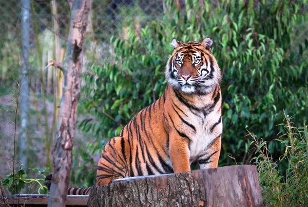 Tygrys sumatrzański (Panthera tigris sumatrae) — Zdjęcie stockowe