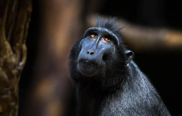Celebes crested macaque — Stock Photo, Image