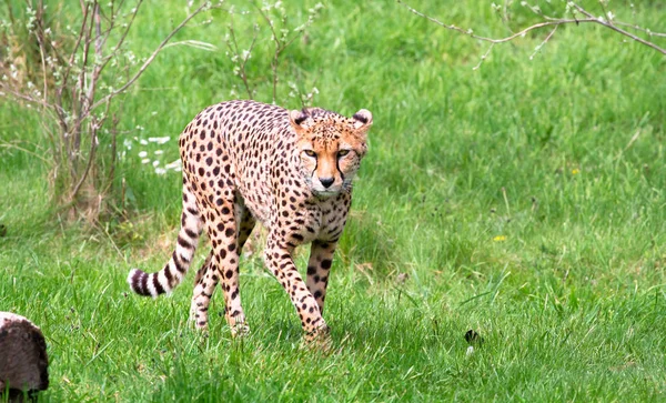 North African cheetah