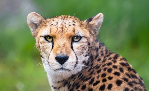 Zbliżenie twarzy północnoafrykańskich cheetah — Zdjęcie stockowe