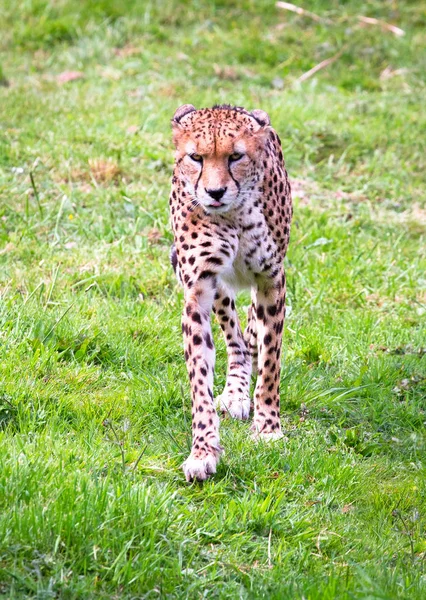 Afryki Północnej cheetah — Zdjęcie stockowe