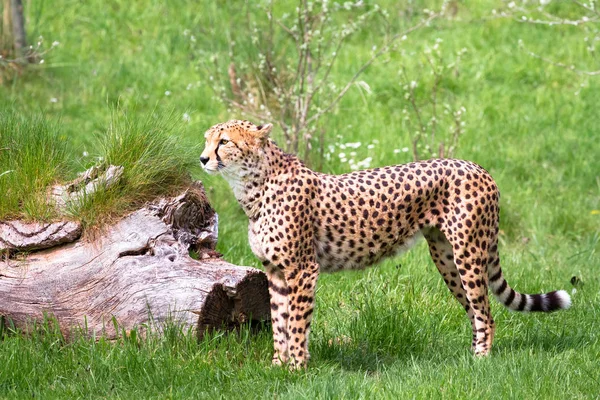 Afryki Północnej cheetah — Zdjęcie stockowe