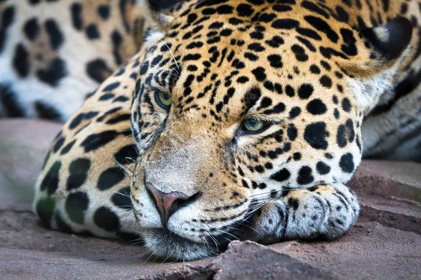 Jaguar descansando — Fotografia de Stock