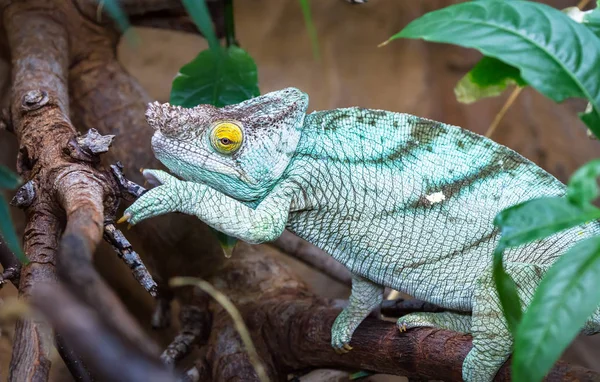 Caméléon de Parson escalade — Photo