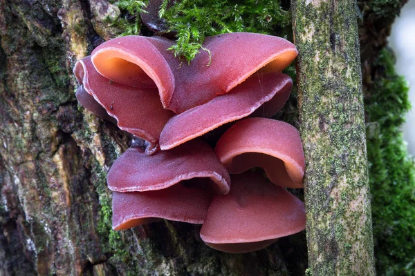 Eine Gruppe von Gelee-Ohrpilzen (auricularia auricula-judae)) — Stockfoto